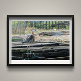 Purple Heron