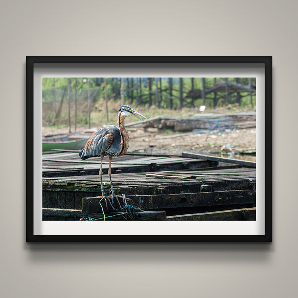 Purple Heron
