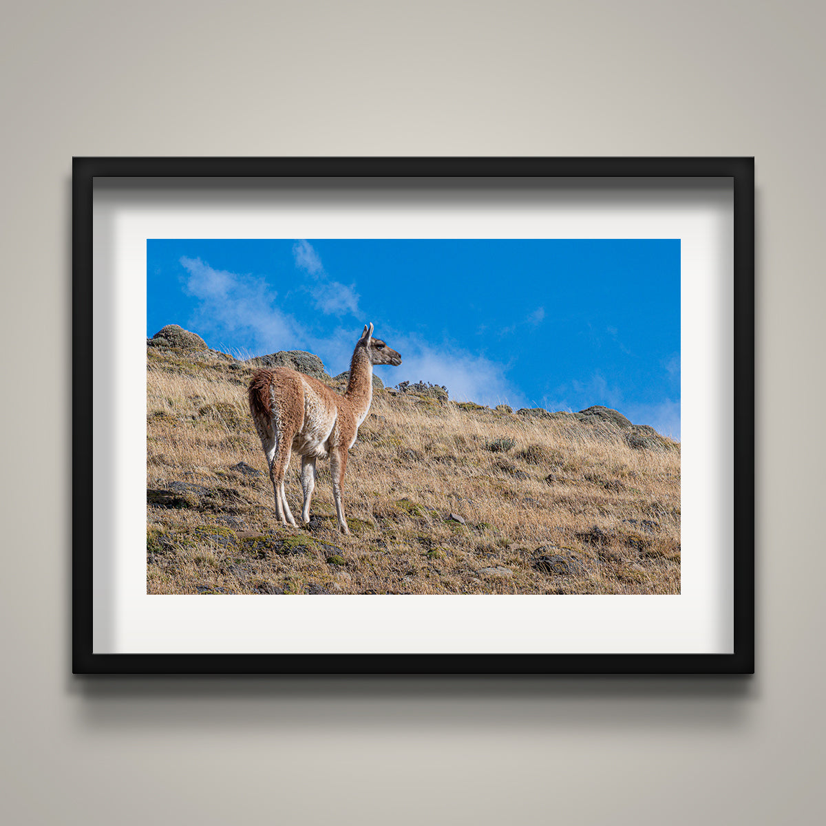 Guanaco on the Hillside