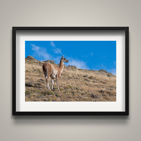 Guanaco on the Hillside