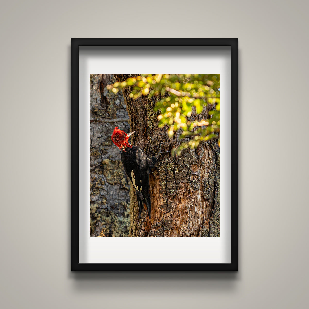 Magellanic Woodpecker