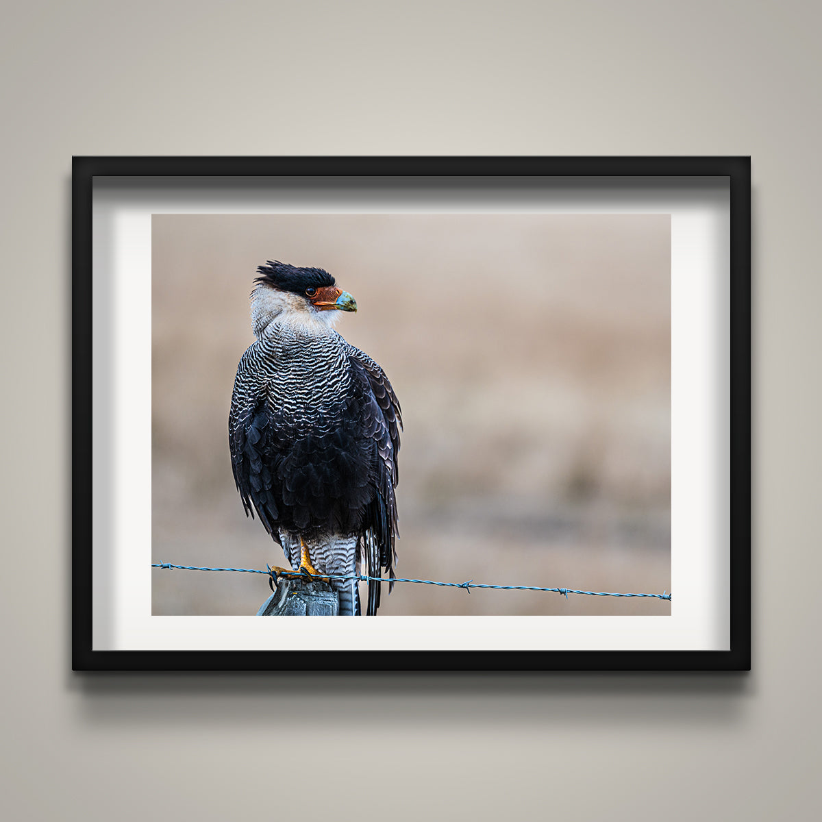 Caracara