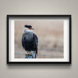 Caracara