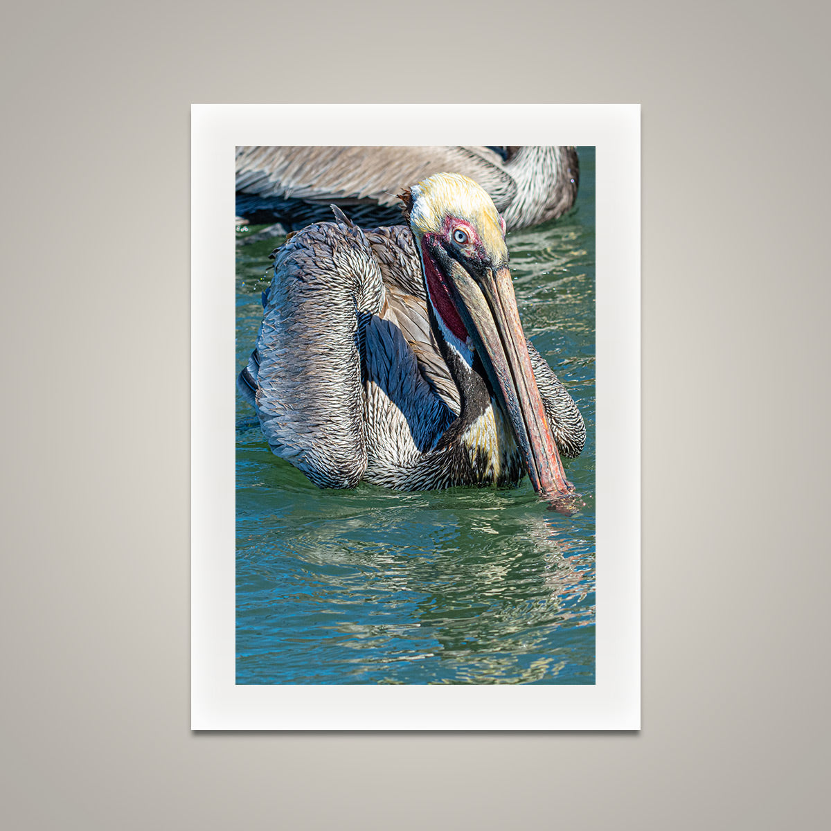 Magnificent Pelican