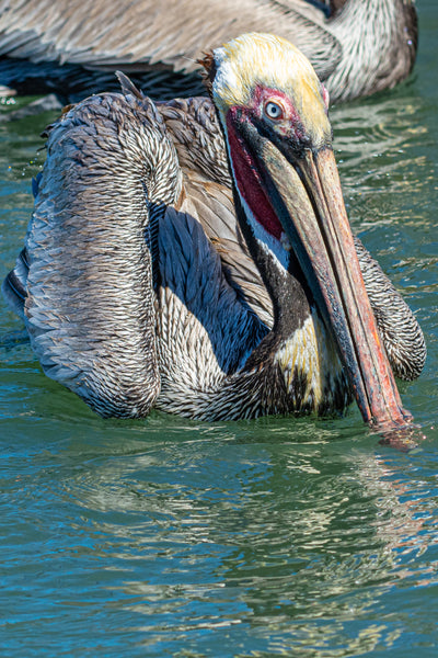 Magnificent Pelican
