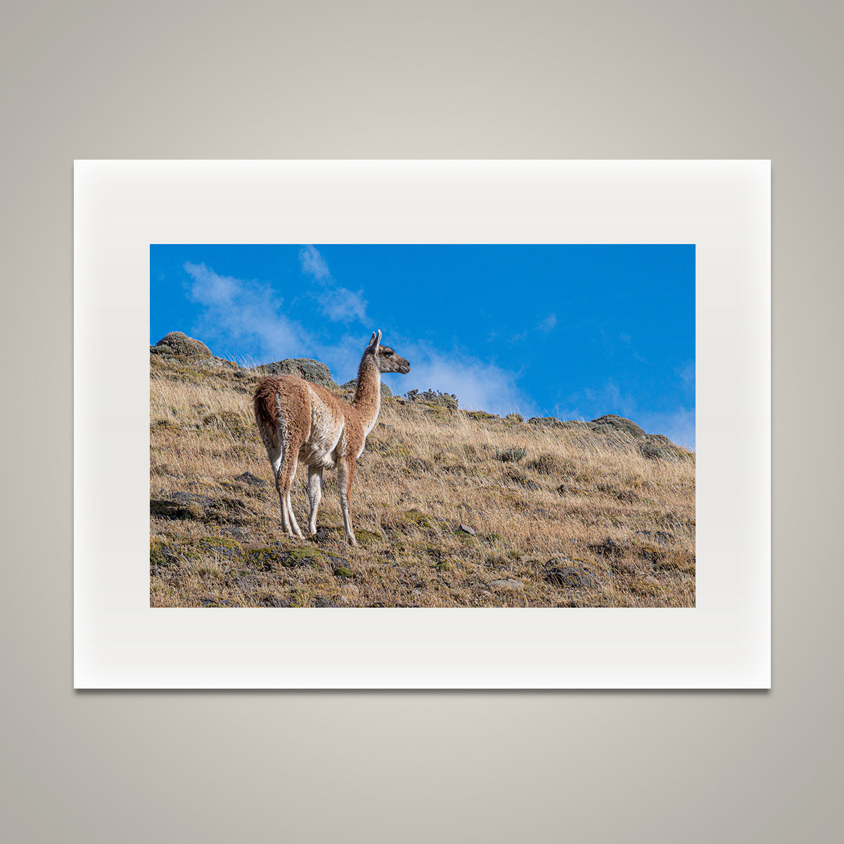 Guanaco on the Hillside