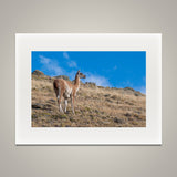 Guanaco on the Hillside