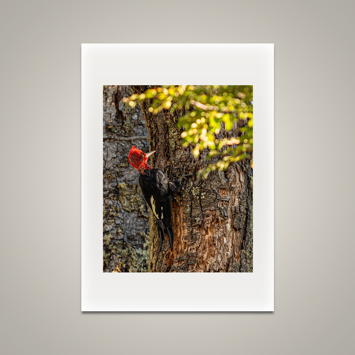 Magellanic Woodpecker