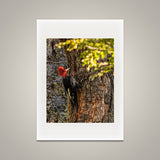 Magellanic Woodpecker