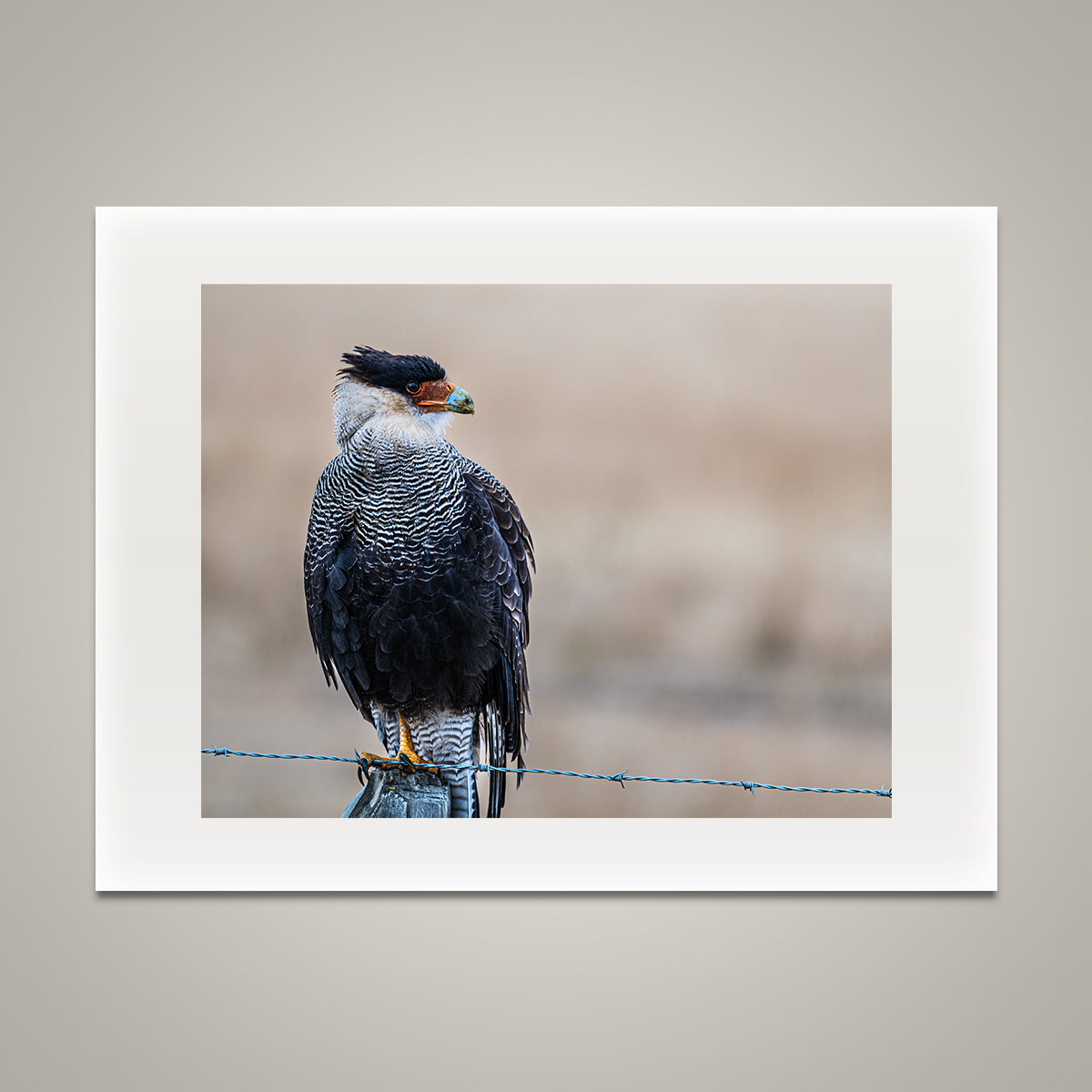 Caracara