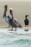 Pelican Family