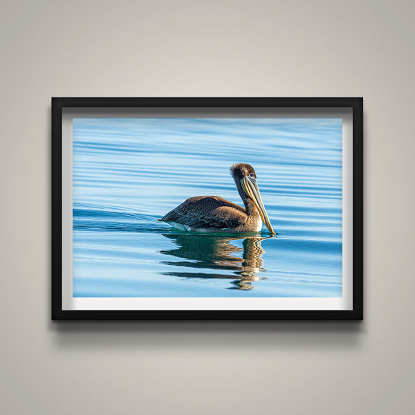 Pelican with Reflection