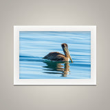 Pelican with Reflection