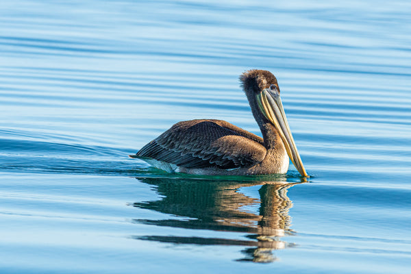 Pelican with Reflection