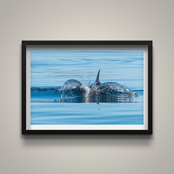 The Fin