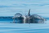 The Fin