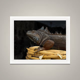 Weathered Iguana