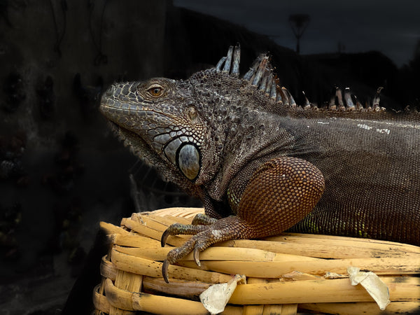 Weathered Iguana