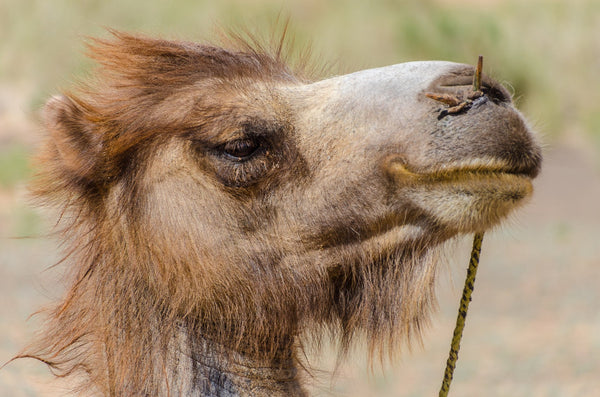 Bactrian Camel