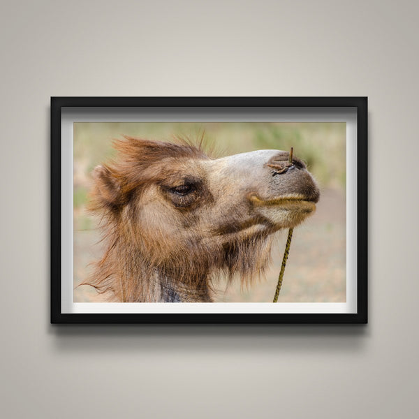 Bactrian Camel