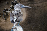 Blue Footed Booby Portrait
