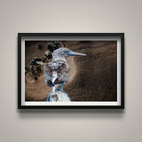 Blue Footed Booby Portrait