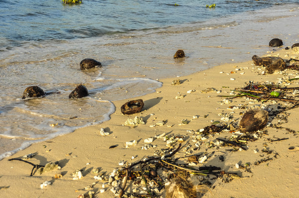 Coconuts on the Beach