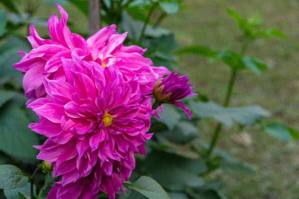 Dahlia