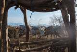 Dassanech Village - Omo Valley
