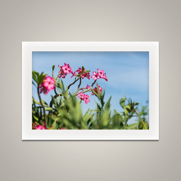 Desert Rose - Omo Valley