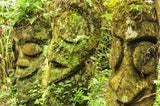 Fern Tree Carvings