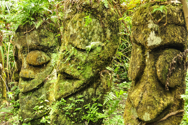 Fern Tree Carvings