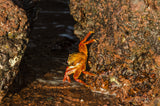 Galapagos Crab
