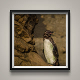 Galapagos Penguin