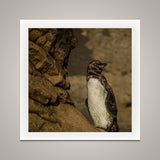 Galapagos Penguin