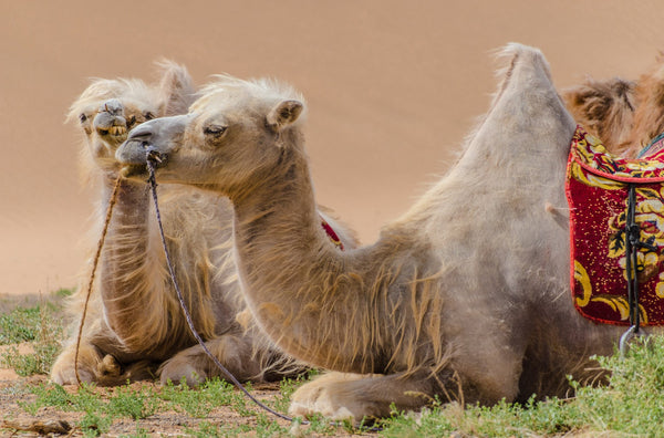 Gobi Camels