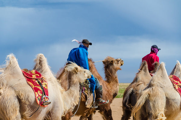 Gobi Camel Train