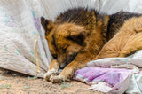 Gobi Dog