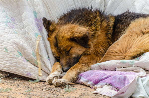 Gobi Dog