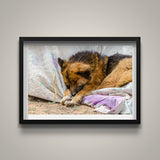 Gobi Dog