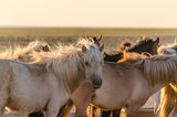 Gobi Horses at Sunrise