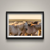 Gobi Horses at Sunrise