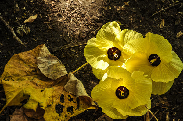 Golden Flowers