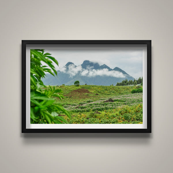 Gorilla Mountain