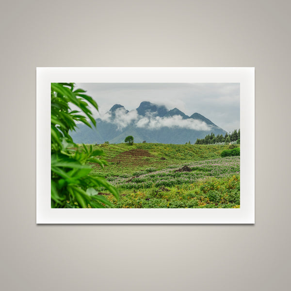 Gorilla Mountain