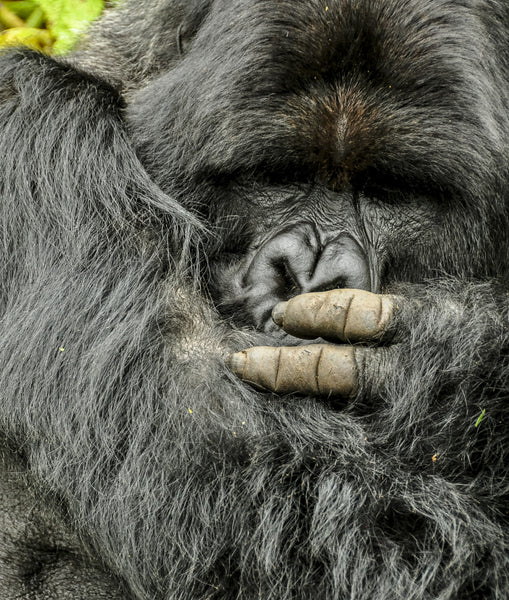 Grooming