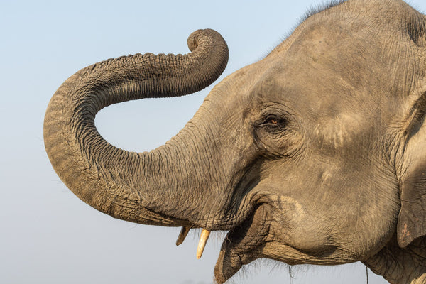 Happy Elephant