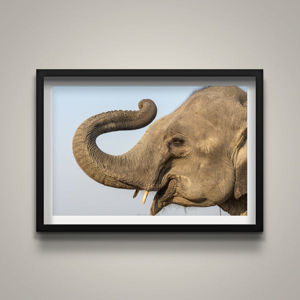 Happy Elephant