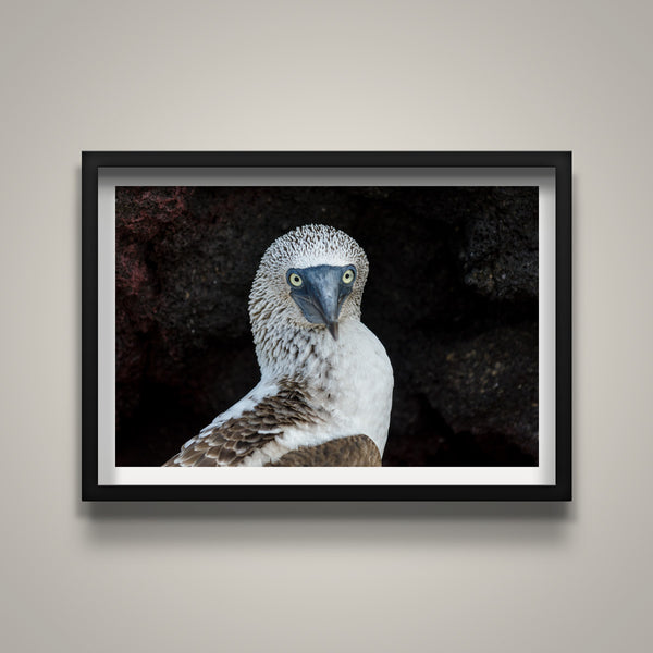 Head Shot Blue Footed Booby