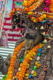 High Priest
